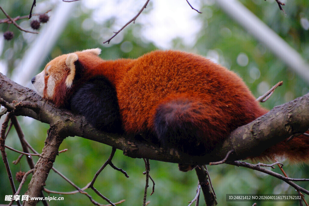 小熊猫慵懒栖于树枝间