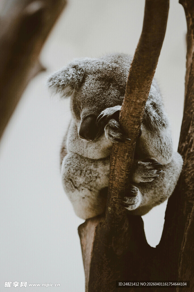 树上休憩的考拉