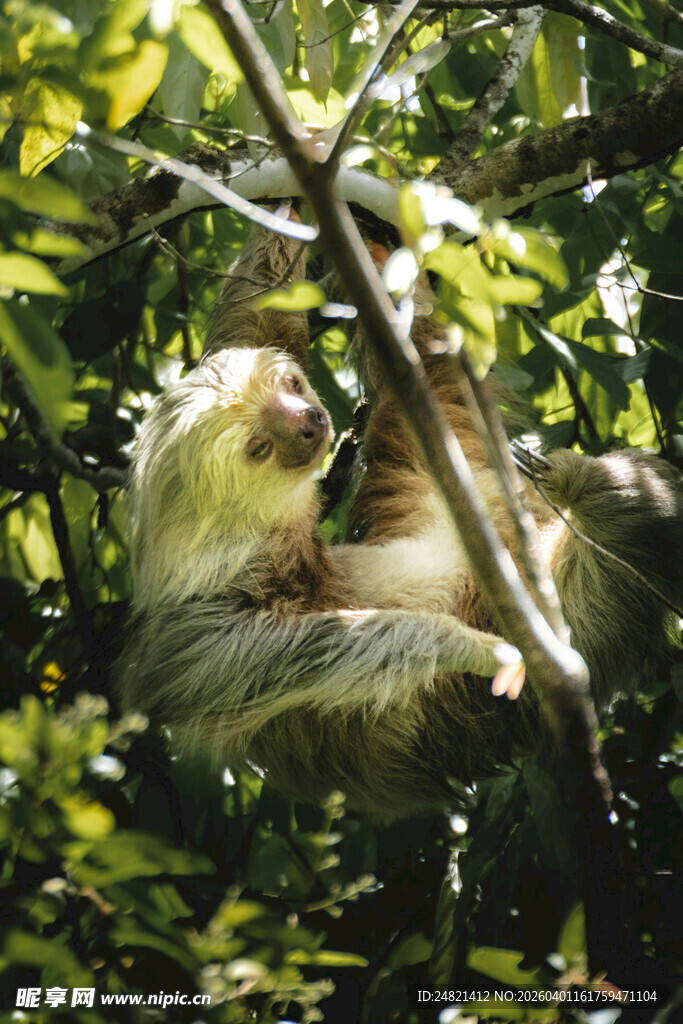 树懒挂在树枝上休憩