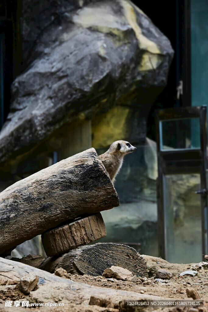 树桩上的小熊猫