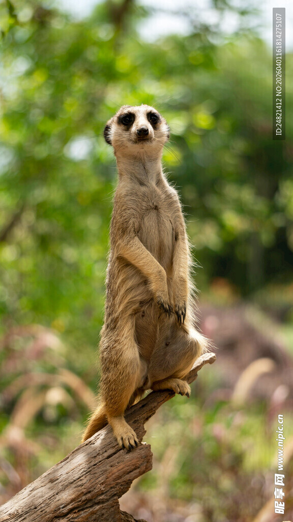 狐獴站立枝头瞭望