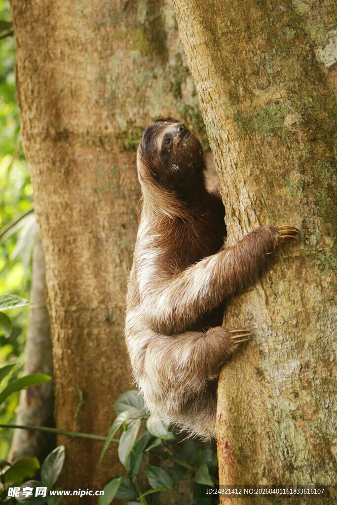 树懒攀附树干姿态可爱