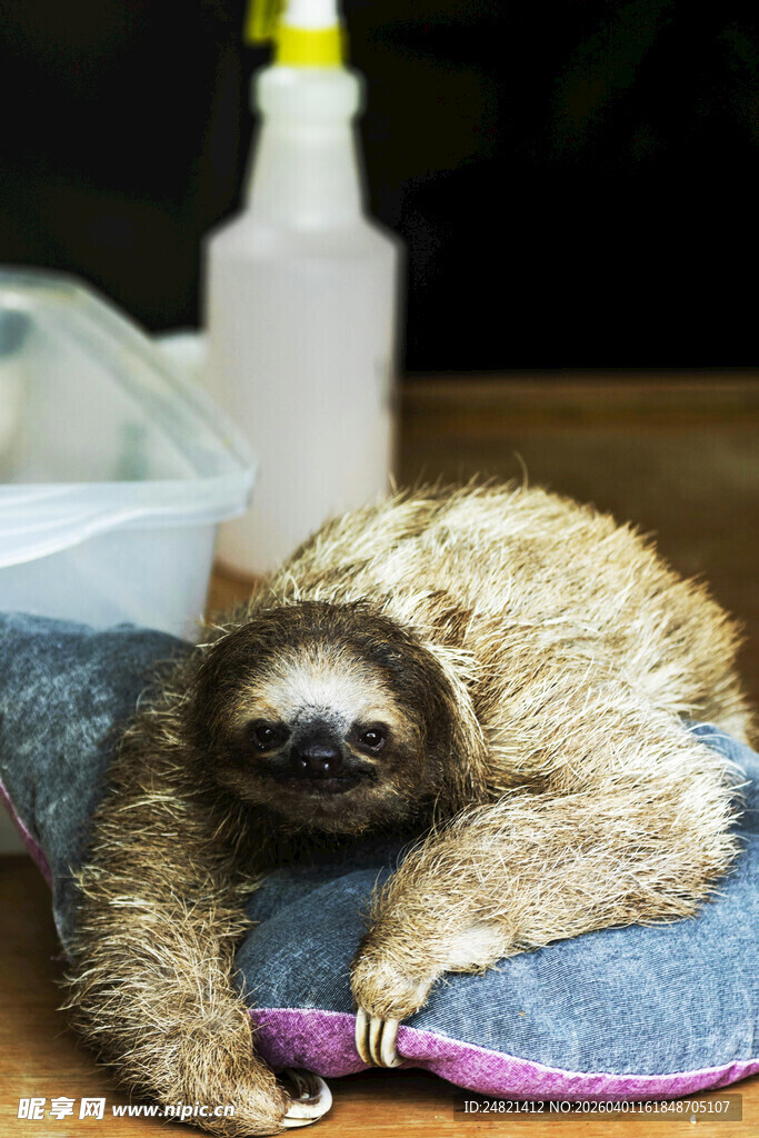 慵懒树懒惬意趴睡