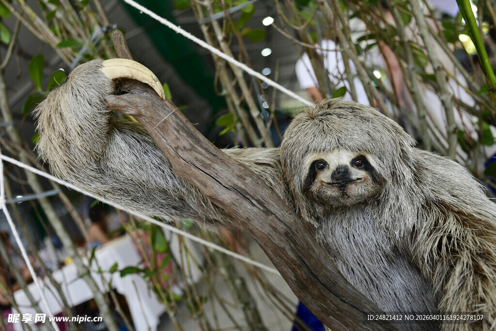 树上的两只可爱树懒