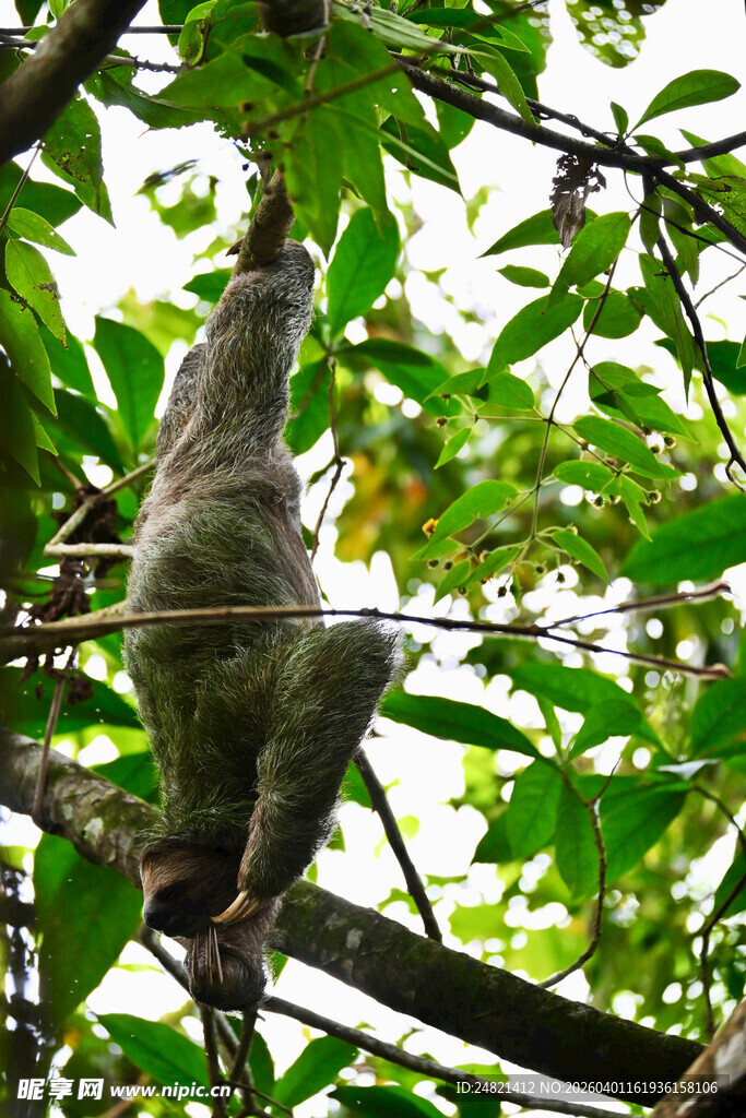 树上的树懒在绿叶间栖息
