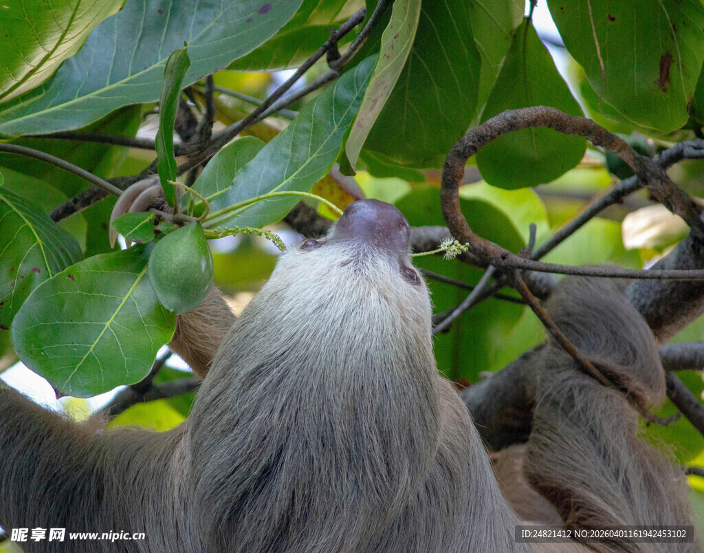 树懒仰头望树叶