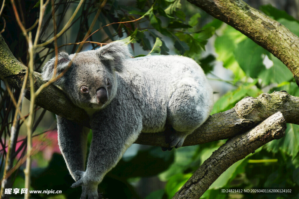 树上休憩的可爱考拉