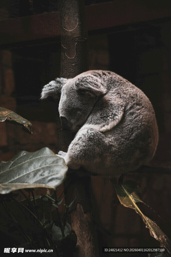 蜷缩在枝头的考拉