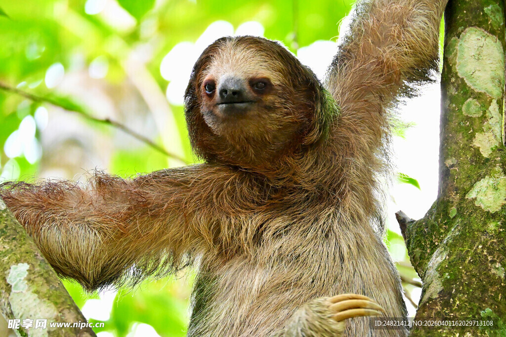 树懒挂在树枝上的模样