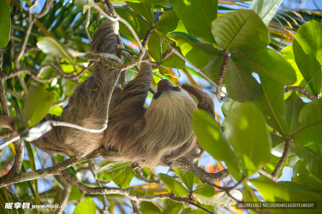 树上倒挂的可爱树懒