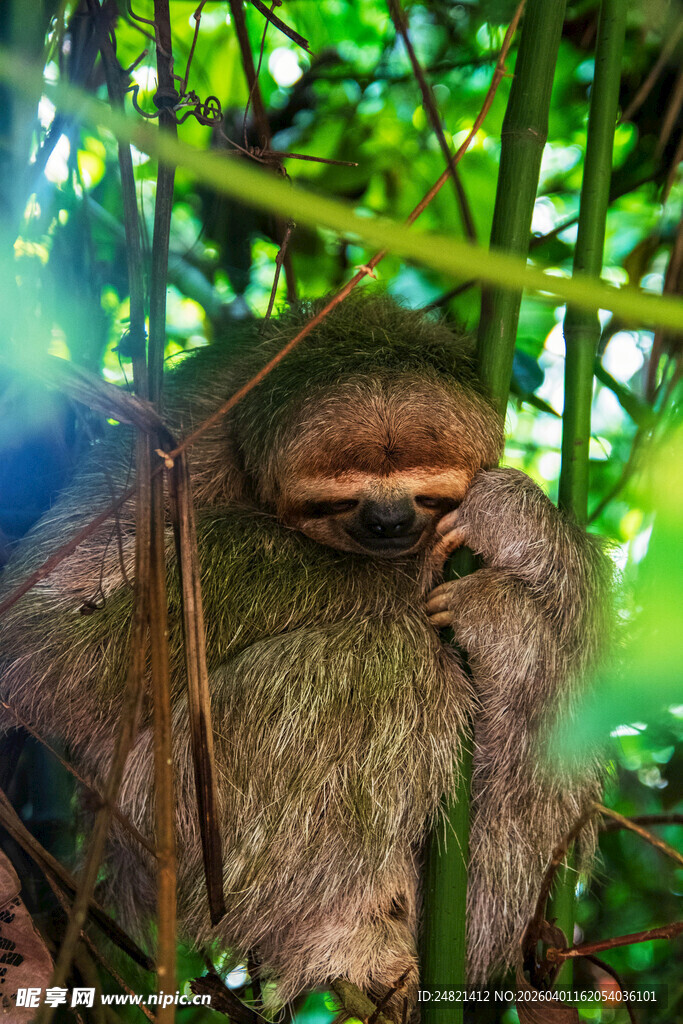 树懒藏身茂密绿植中