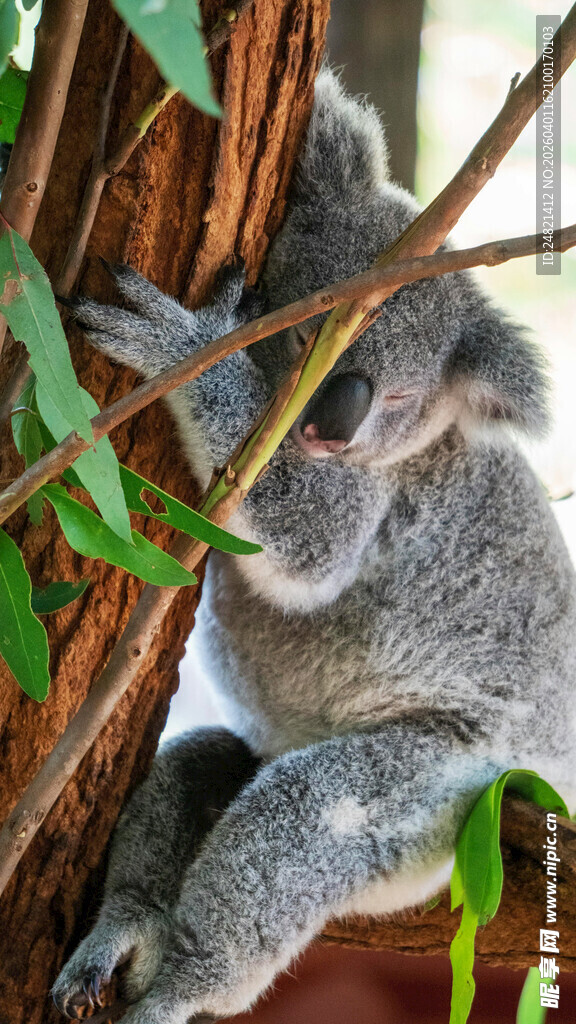 树上休憩的可爱考拉