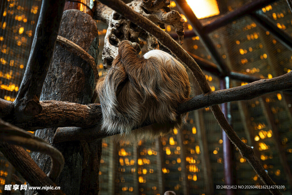 狐猴攀于树枝间