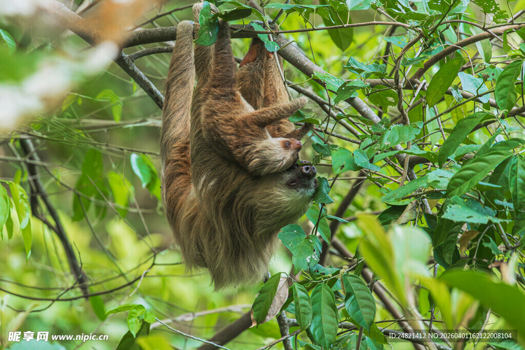 挂在树上的树懒