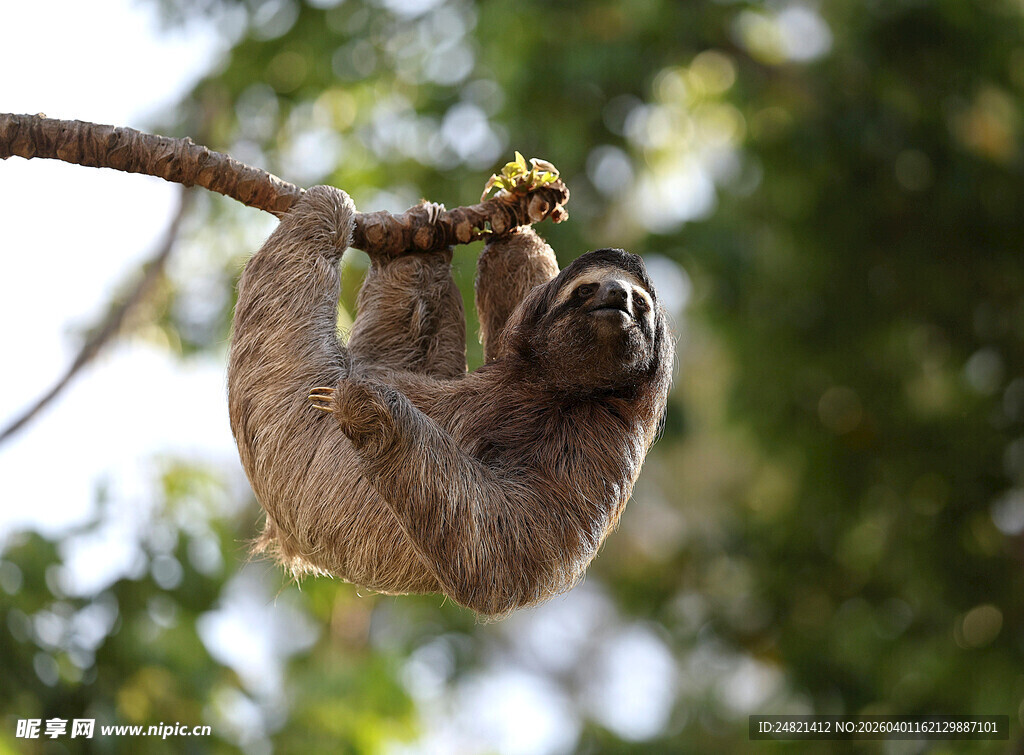 倒挂树枝的可爱树懒