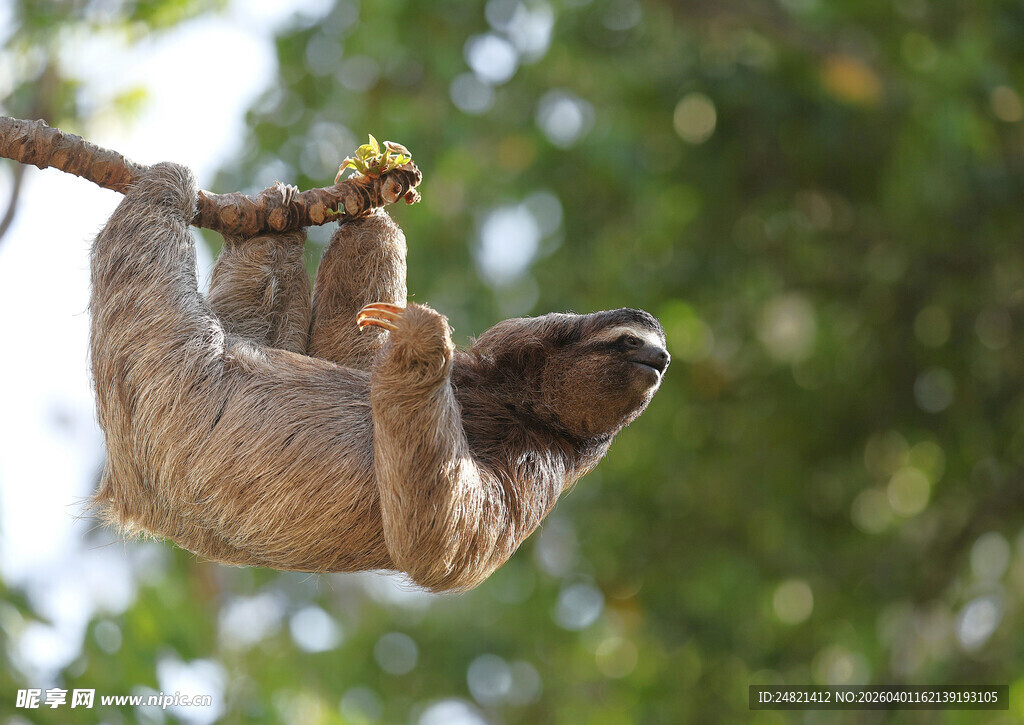 倒挂树枝的可爱树懒