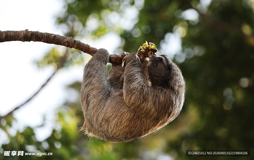 树枝上的奇特毛团物体