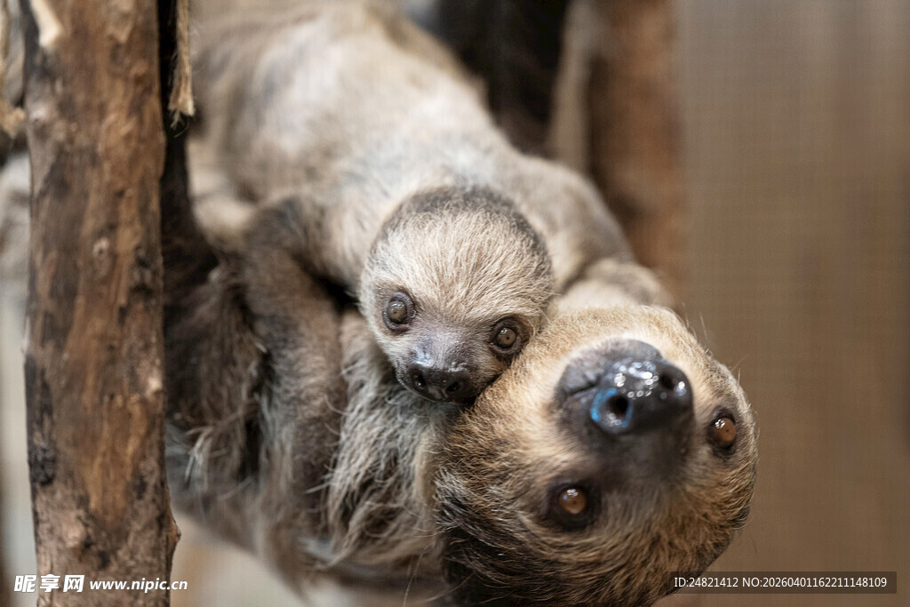 树懒母子倒挂温馨瞬间