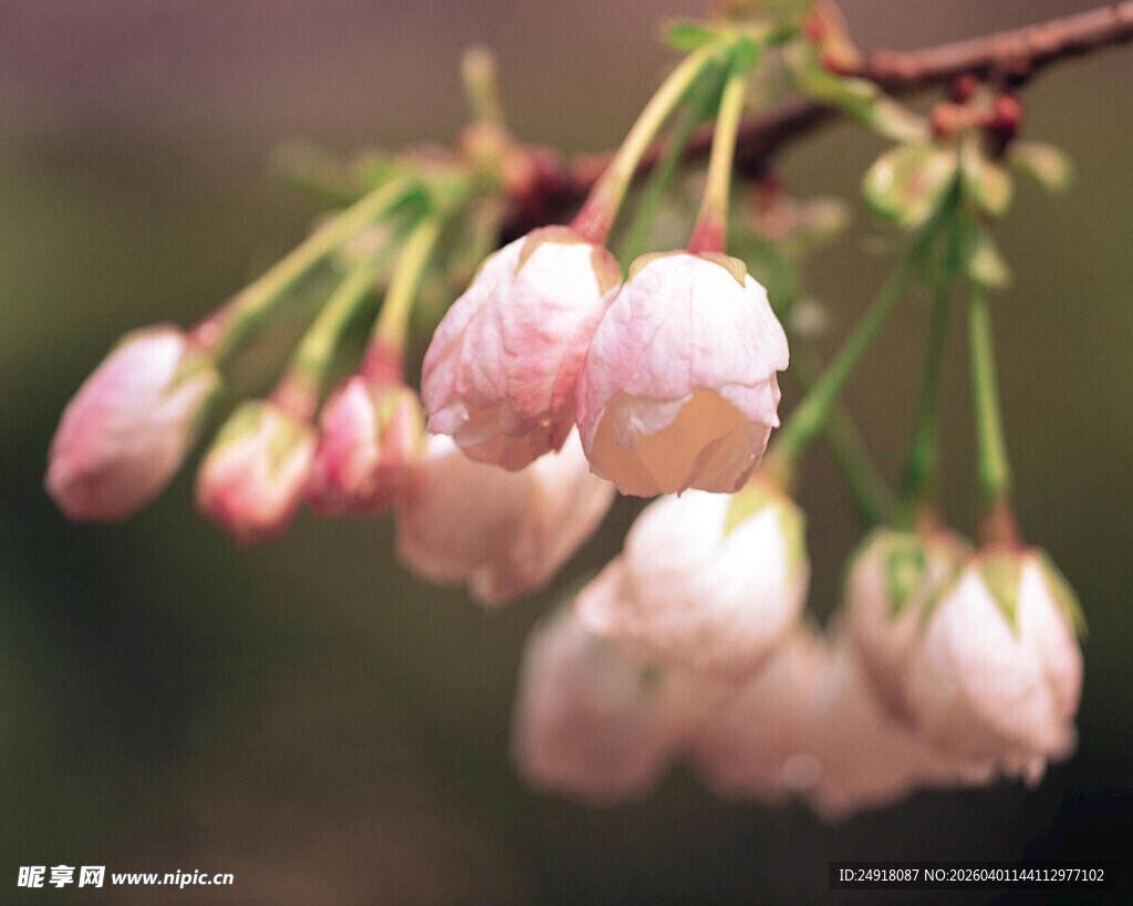 粉嫩垂挂的美丽樱花