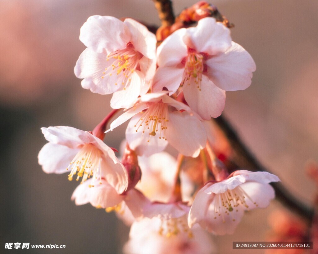 粉嫩绽放的娇艳梅花