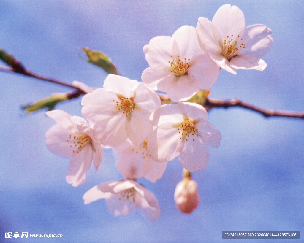枝头绽放的粉嫩樱花