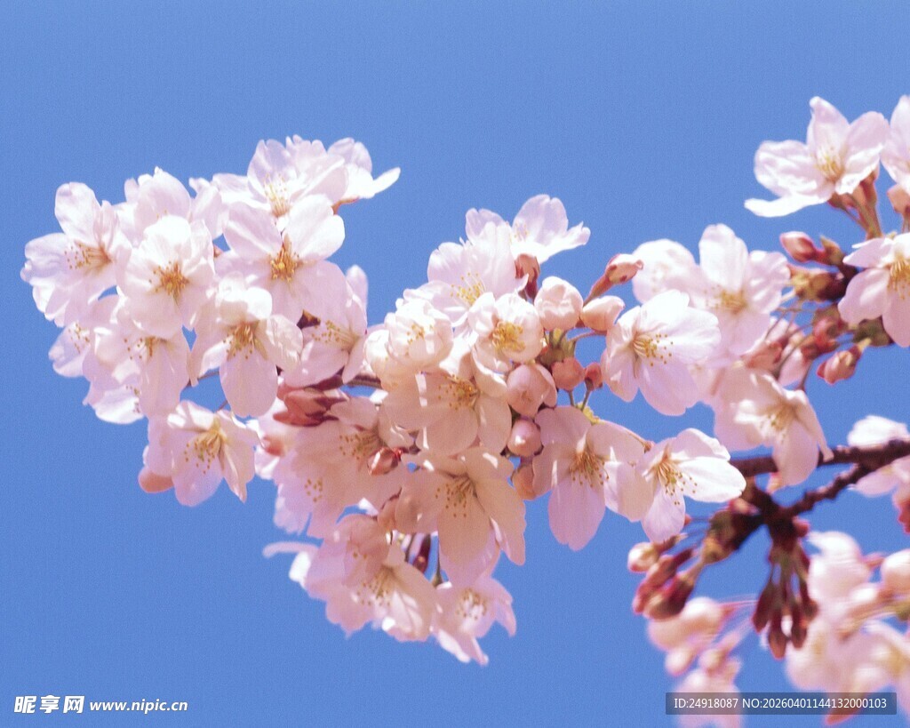 枝头绽放的粉嫩樱花