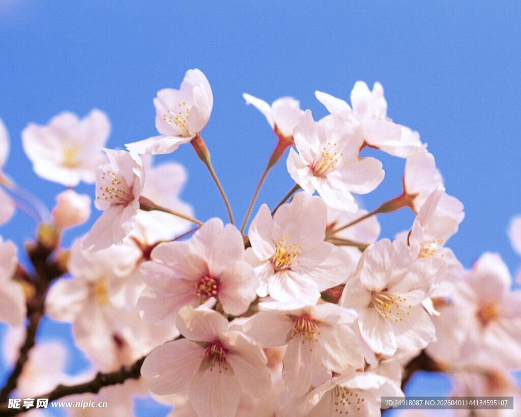 枝头绽放的粉嫩樱花