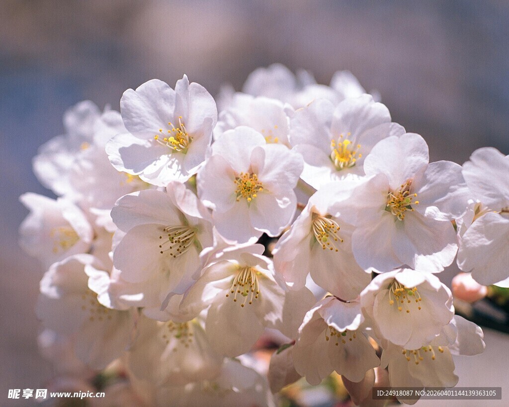 绽放的美丽樱花