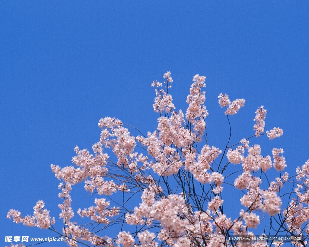 蓝天映衬下的烂漫樱花