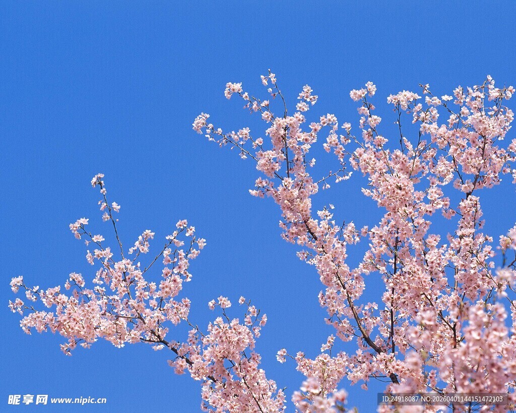 蓝天映衬下的烂漫樱花