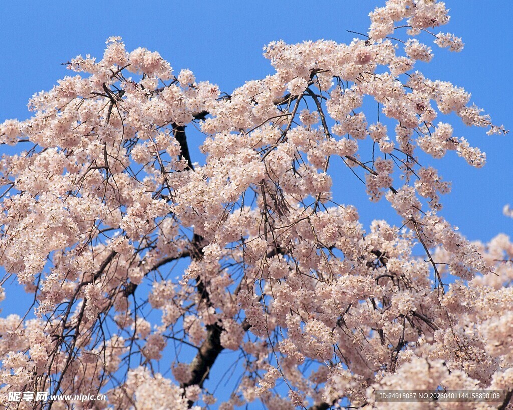盛开的粉色樱花树