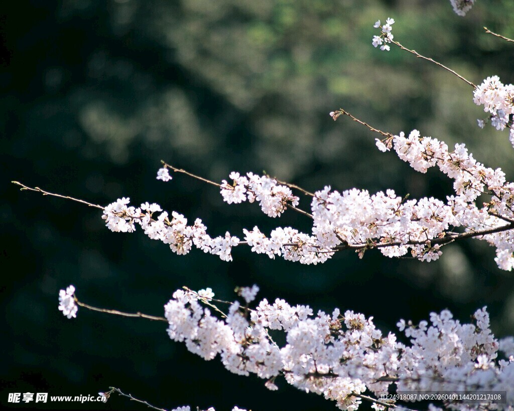枝头绽放的唯美樱花