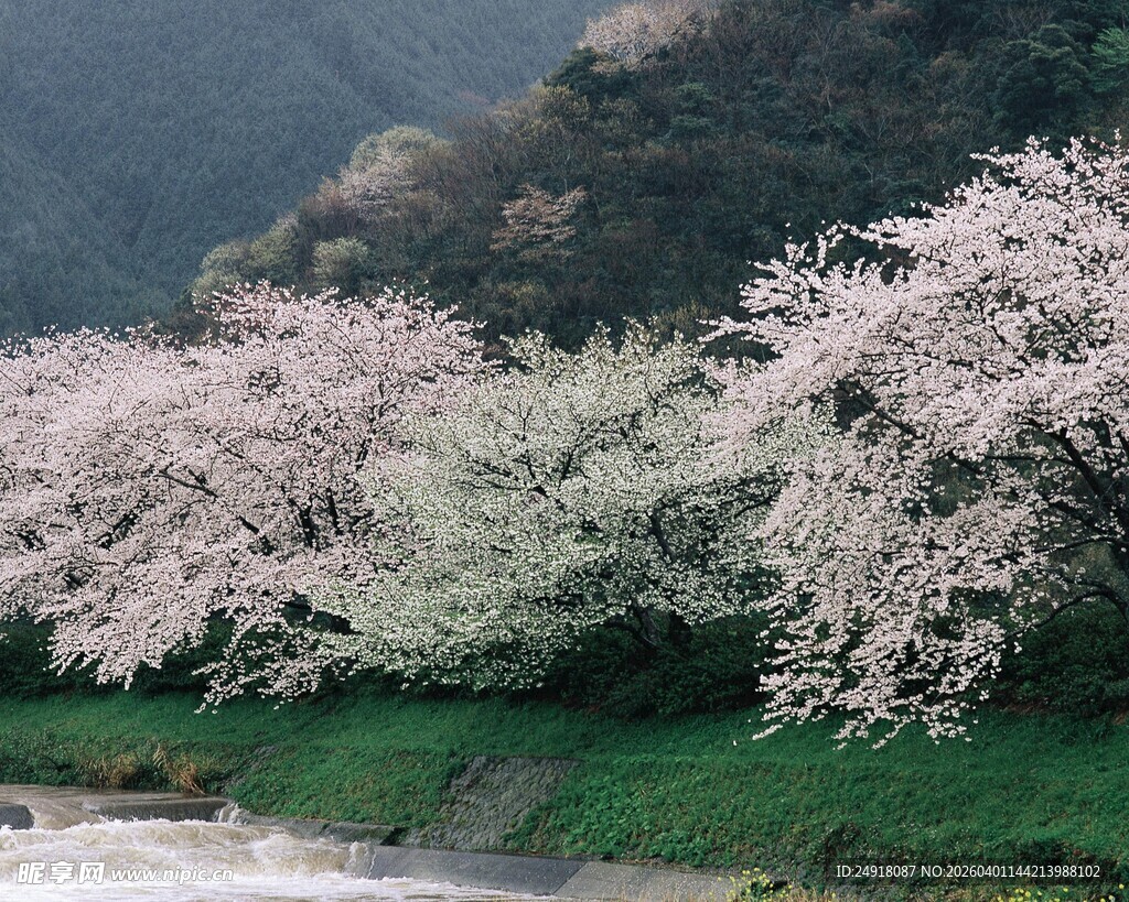 山间烂漫樱花绽放