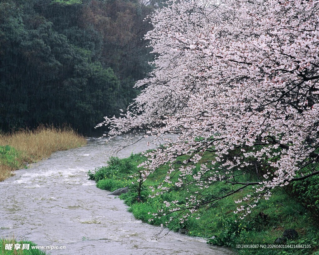 溪边烂漫盛开的粉嫩樱花
