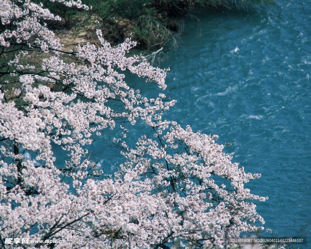河畔樱花绽放美景