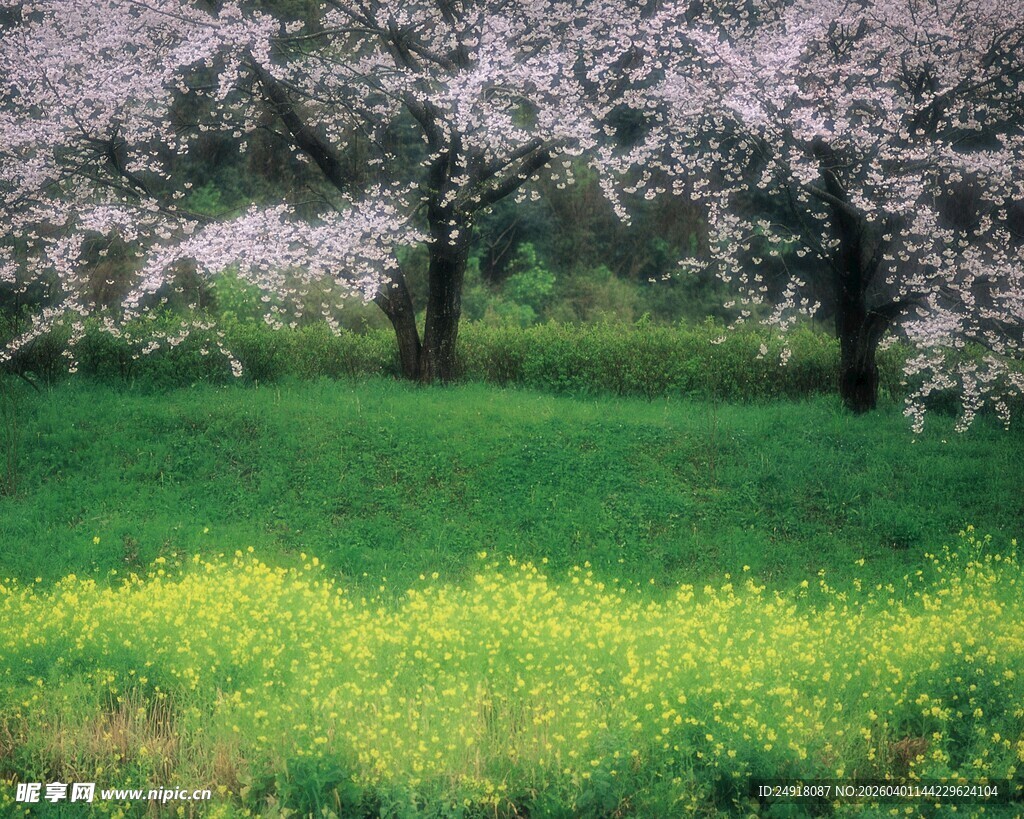 春日繁花绿草地美景