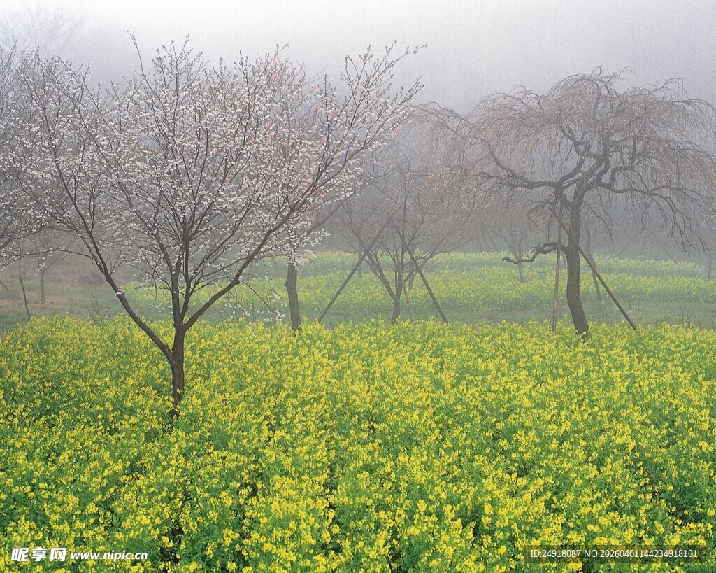 雾中花田与树木美景
