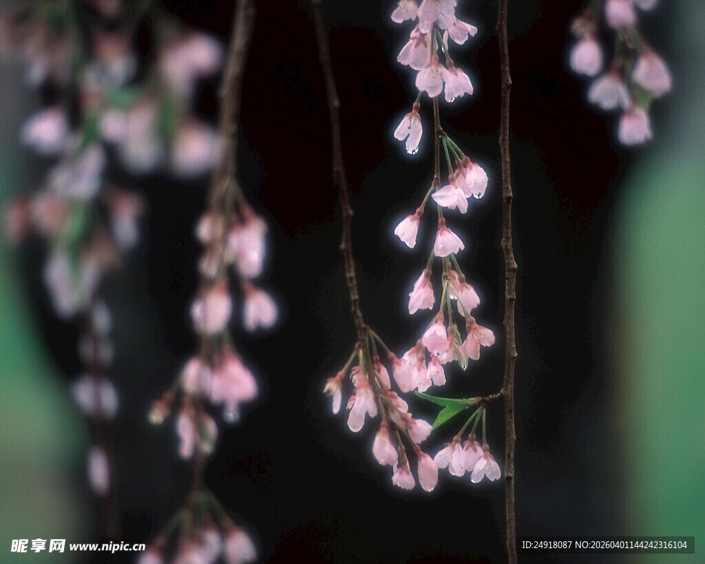 垂挂的粉色小花