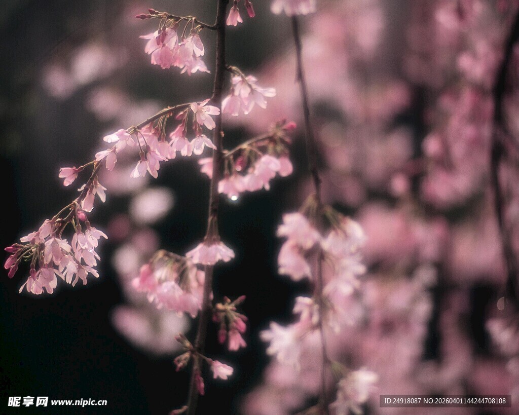 垂落的粉嫩樱花枝