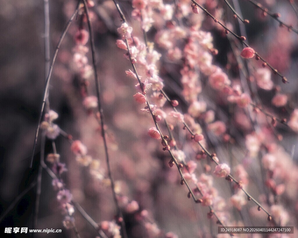 枝头粉嫩花朵绽放