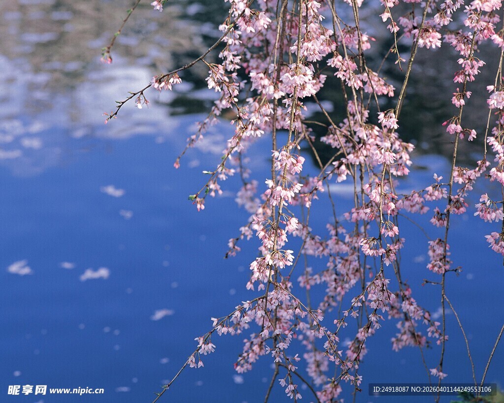 湖畔垂落的烂漫粉色樱花