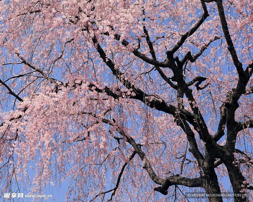 垂枝樱花绽放蓝天之下