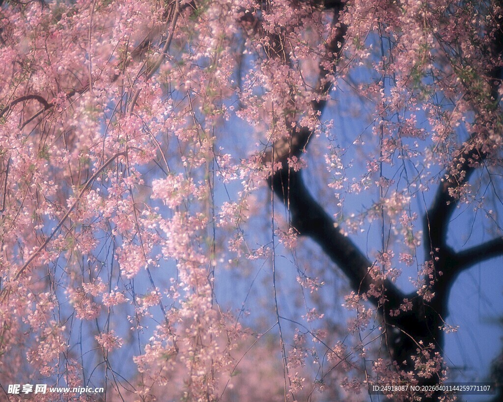枝头烂漫樱花绽