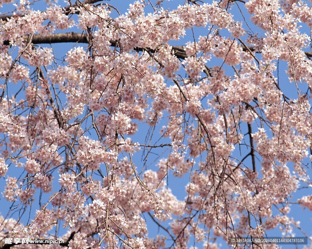 盛开的粉色樱花树