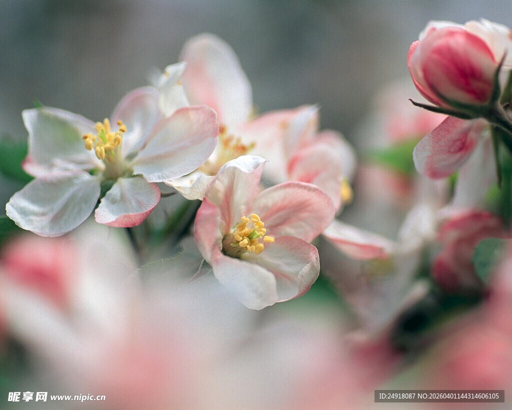 娇艳苹果花绽放