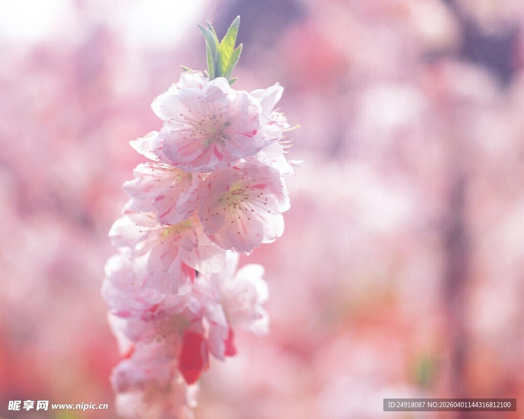 粉嫩垂枝桃花绽放