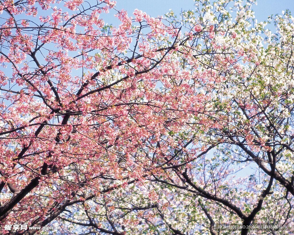 春日烂漫樱花树景