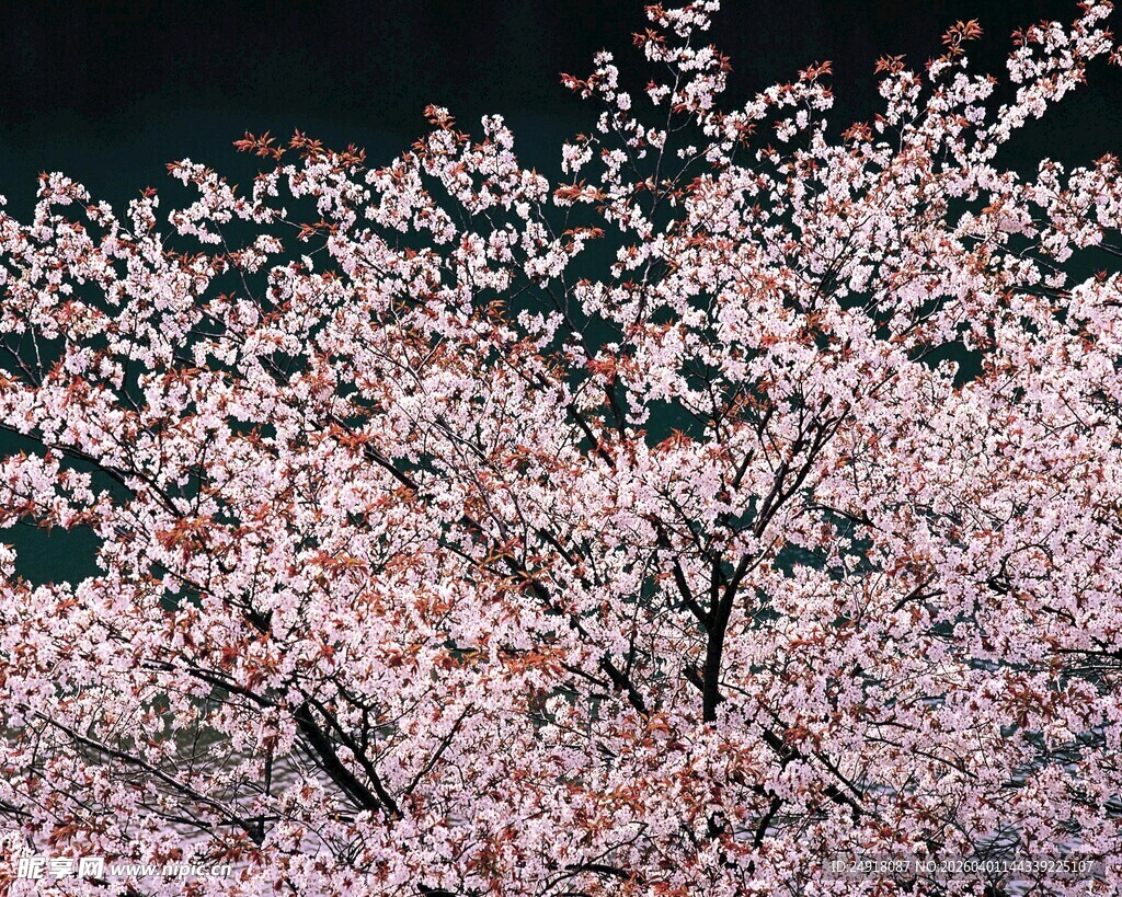 盛开的绚烂樱花树