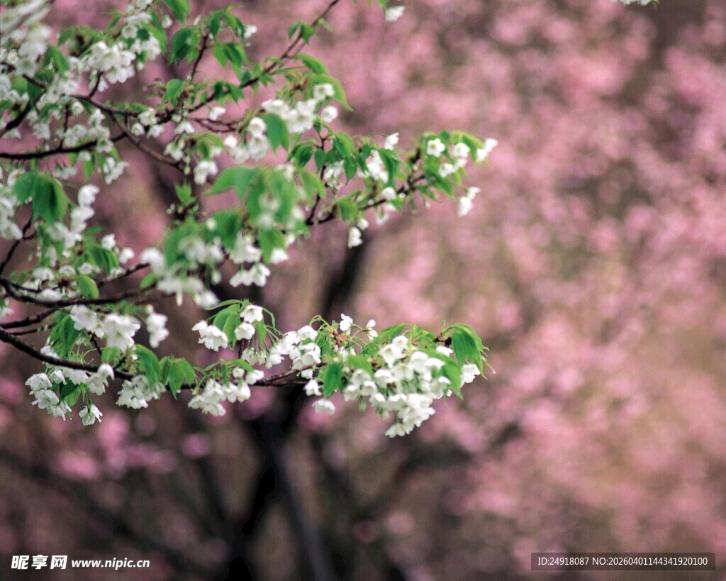 春日繁花枝头俏
