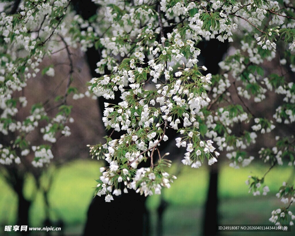 春日繁花盛开的美丽树景